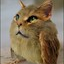 shortcat さんのアバター