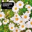 Brigitte - Single