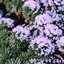 Purple Snow