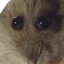 Avatar de Cloci