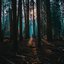 Sesiones del Bosque - Single