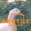 Brutus