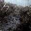 Birch path