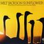 Sunflower (CTI Records 40th Anniversary Edition - Original recording remastered)