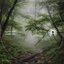 Jungle Rain