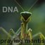 Praying Mantis - Single