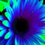 bluegerbera86 的头像