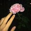 entre rosas
