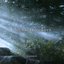 The Sacred Grove