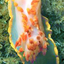 omgnudibranchs için avatar