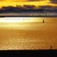 Shoreline gold
