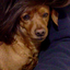 Avatar de saradiddi