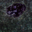Avatar de sadomasochris