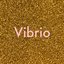 Vibrio