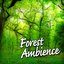 Forest Ambience (Nature Sounds only)