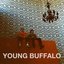 Young Buffalo