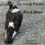 Rock Dove