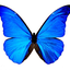 Avatar for MorphoRhetenor