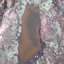 Stagnant Pool