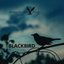 BlackBird - Single