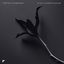 Black Flower Blossom