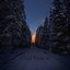 Cool Forest