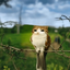 Avatar for ninagominho