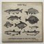 Underwater Sounds to Lure the Fishes