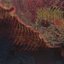 Insularum
