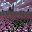 flowerfield