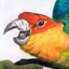 Avatar di ornithomancer