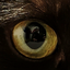 Avatar for rrafalg