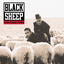 Black Sheep - A Wolf in Sheep
