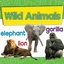 Wild Animals