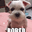Avatar de brc0