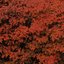 Vermilion Ruin