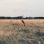 Recovery - Single