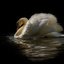 The Royal Ballet