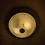 Dog/Ceiling Fan - Single