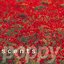 Poppy EP