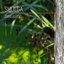 Tangaroa - Single