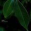 Millefolium