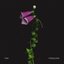 Foxglove