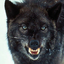 Avatar für WolfShadow