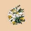 Flowers - Single