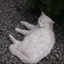 soundcats 的头像