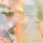 Homesmaker / Spin