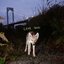 Like Dogs