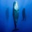 Whales In Sleep