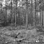 Wandering in a Lost Forest
